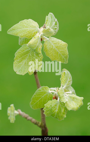 Grey Poplar (Populus canescens), young leaves, North Rhine-Westphalia, Germany Stock Photo