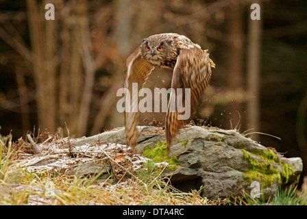 Eurasian Eagle Owl (Bubo bubo) in flight, captive, Czech Republic Stock Photo