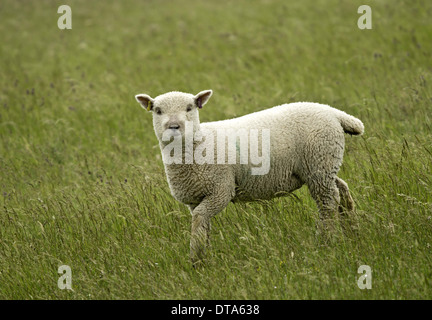 well grown lamb walking on pasture, Stock Photo