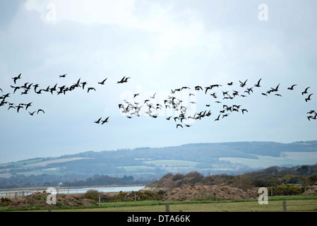 a skein flying over hills, woodlands and the estuary of chichester harbour Stock Photo