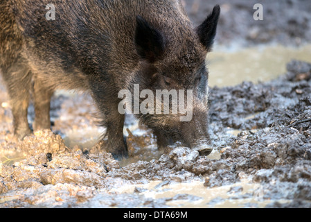Female routing in mud. Stock Photo