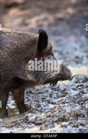 Female routing in mud. Stock Photo