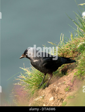 standing on cliff edge with sea in background. Stock Photo