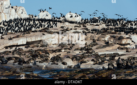 Seal Island sits in the middle of False Bay near Cape Town in South Africa. Stock Photo