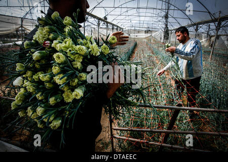 Gaza, Palestinian Territories. 13th Feb, 2014. A Palestinian farmers cuts flowers at a flower farm in Rafah Refugee camp, southern Gaza Strip on February 13, 2014. Palestinian farmers export flowers for the Christian themed Valentine's Day to many European countries, and the holiday has gained popularity in some Muslim-dominated Arab countries over the past few years. Photo by Abed Rahim Khatib / NurPhoto Credit:  Abed Rahim Khatib/NurPhoto/ZUMAPRESS.com/Alamy Live News Stock Photo