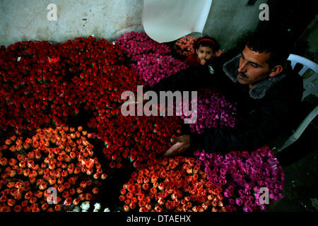 Gaza, Palestinian Territories. 13th Feb, 2014. A Palestinians prepare flowers at a flower farm in Rafah Refugee camp, southern Gaza Strip on February 13, 2014. Palestinian farmers export flowers for the Christian themed Valentine's Day to many European countries, and the holiday has gained popularity in some Muslim-dominated Arab countries over the past few years. Photo by Abed Rahim Khatib / NurPhoto Credit:  Abed Rahim Khatib/NurPhoto/ZUMAPRESS.com/Alamy Live News Stock Photo