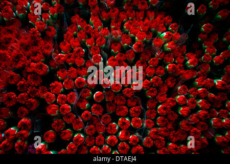 Gaza, Palestinian Territories. 13th Feb, 2014. A Palestinians prepare flowers at a flower farm in Rafah Refugee camp, southern Gaza Strip on February 13, 2014. Palestinian farmers export flowers for the Christian themed Valentine's Day to many European countries, and the holiday has gained popularity in some Muslim-dominated Arab countries over the past few years. Photo by Abed Rahim Khatib / NurPhoto Credit:  Abed Rahim Khatib/NurPhoto/ZUMAPRESS.com/Alamy Live News Stock Photo