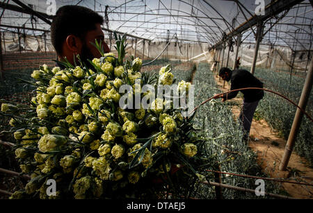 Gaza, Palestinian Territories. 13th Feb, 2014. A Palestinian farmers cuts flowers at a flower farm in Rafah Refugee camp, southern Gaza Strip on February 13, 2014. Palestinian farmers export flowers for the Christian themed Valentine's Day to many European countries, and the holiday has gained popularity in some Muslim-dominated Arab countries over the past few years. Photo by Abed Rahim Khatib / NurPhoto Credit:  Abed Rahim Khatib/NurPhoto/ZUMAPRESS.com/Alamy Live News Stock Photo