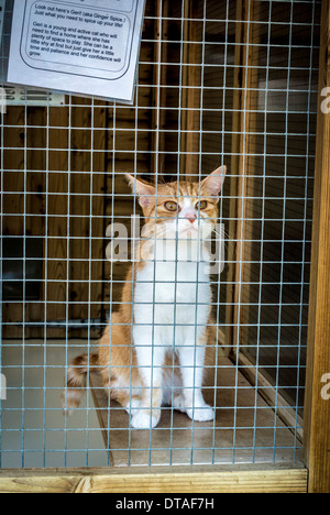 Ginger and white domestic cat in cage at rescue centre. Stock Photo