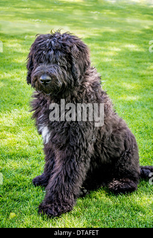 Black Labradoodle dog sitting on grass Stock Photo