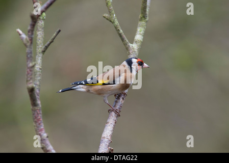 Goldfinch (Carduelis carduelis) perched on a twig Stock Photo