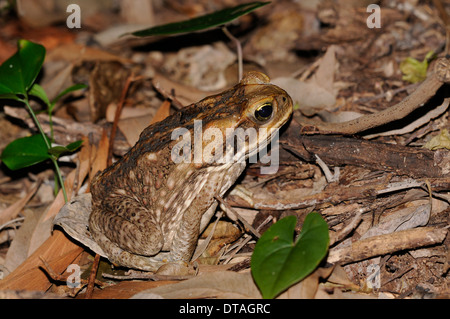 Cane toad (Rhinella marina). A serious pest in many parts of Australia, where it is an invasive species. Stock Photo