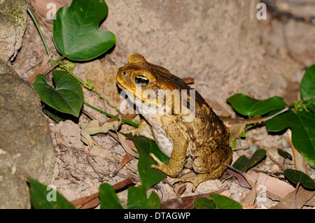 Cane toad (Rhinella marina). A serious pest in many parts of Australia, where it is an invasive species. Stock Photo