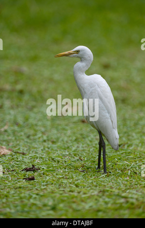 Cattle egret (Bubulcus ibis). This race is sometimes known as the Eastern cattle egret (Bubulcus coromandus), found in Asia Stock Photo