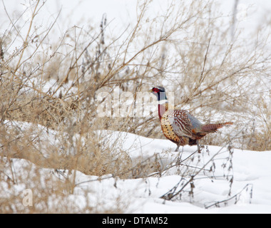 Ring-necked Pheasant in the Snow