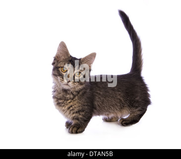 Cute tabby Munchkin cat with big gold eyes isolated on white background Stock Photo