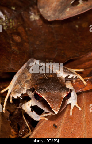 Evergreen robber frog, Craugastor gollmeri, in the rainforest at Burbayar Nature Reserve, Panama province, Republic of Panama. Stock Photo