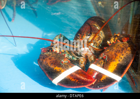 Fresh Lobster on display in a window in Chinatown, Manhattan New York City, USA Stock Photo