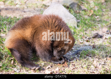 Wolverine, Gulo gulo, sitting on a meadow also called glutton, carcajou, skunk bear, or quickhatch Stock Photo