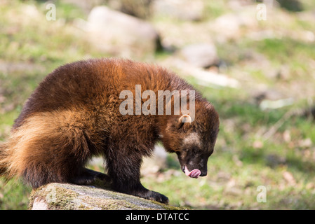 Wolverine, Gulo gulo, sitting on a meadow also called glutton, carcajou, skunk bear, or quickhatch Stock Photo