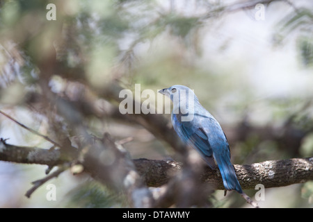 Blue-gray Tanager, Thraupis episcopus cana, in Penonome, Cocle province, Republic of Panama. Stock Photo