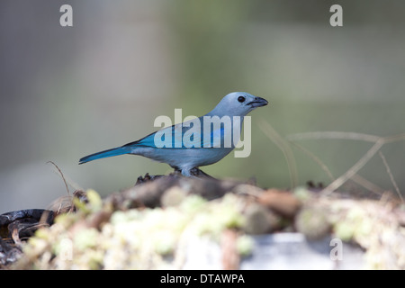 Blue-gray Tanager, Thraupis episcopus cana, in Penonome, Cocle province, Republic of Panama. Stock Photo