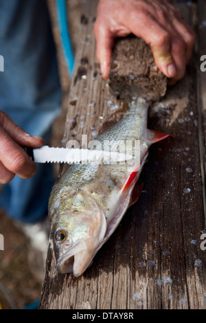Scraping scales from fish using kitchen knife, close-up Stock Photo