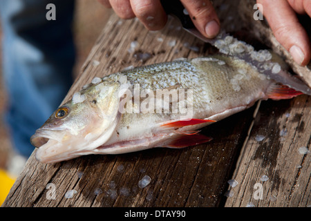 Scraping scales from fish using utility knife, close-up Stock Photo