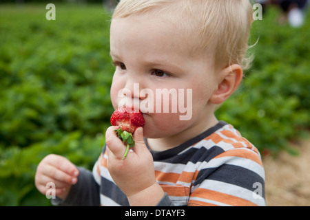 Baby boy eating strawberry, looking away Stock Photo