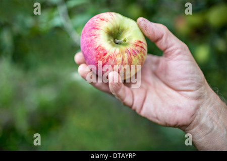 Man holding apple, close-up Stock Photo