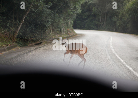 Deer crossing road Stock Photo