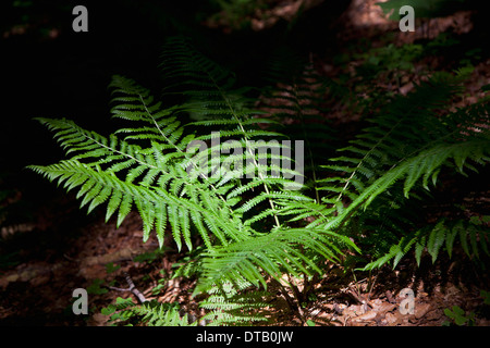 Ferns in forest Stock Photo