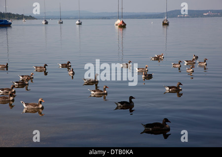 Ducks floating on water Stock Photo