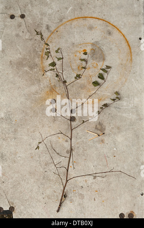 Close-up of dry branch on a rust stained surface Stock Photo