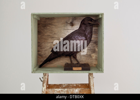 Stuffed crow in a shadow box Stock Photo