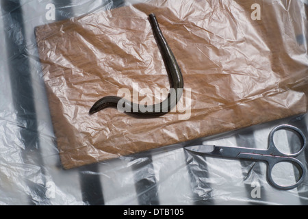 Worm and scissors on plastic, close-up Stock Photo