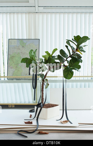 Potted plant with rubber straps hanging on it, map in background