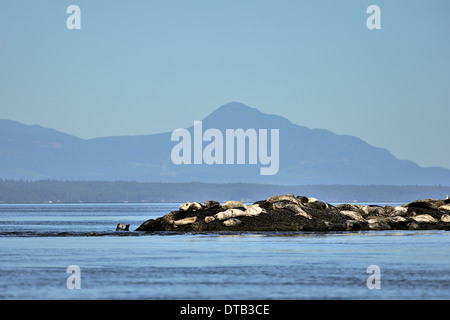 A herd harbor (or harbour) seals (Phoca vitulina) also known as the common seal basking in the sun on an island outcrop Stock Photo