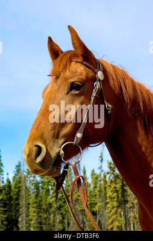 A close up side view portrait of a saddle horse 'Equus caballus' Stock Photo