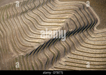 Terraced Vineyard near Lowburn, Central Otago, South Island, New Zealand - aerial Stock Photo