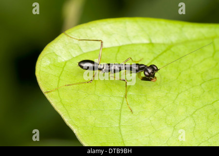 Asian Ant Mantis (Odontomantis planiceps). In its nymph stages this small mantis mimics and feeds on ants. Stock Photo