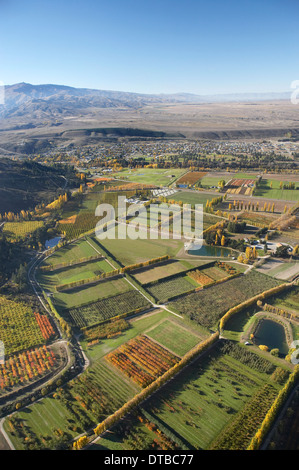 Orchards and Poplar Trees, Earnscleugh, near Alexandra, Central Otago, South Island, New Zealand - aerial Stock Photo