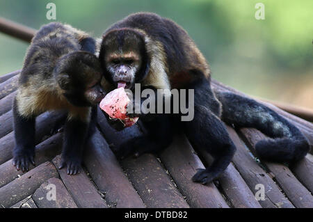 Sao Paulo, Brazil. 13th Feb, 2014. Monkeys lick an ice cube to cool off in Sao Paulo's Zoo, Brazil, Feb. 13, 2014. © Rahel Patrasso/Xinhua/Alamy Live News Stock Photo