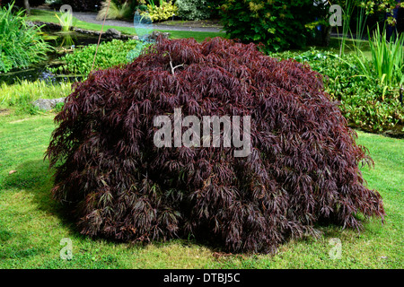 acer palmatum dissectum growing in lawn neat round mound Stock Photo