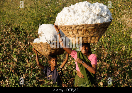 INDIA, Nimad region, Khargone , tribal farmer of cooperative Shiv Krishi Utthan Sanstha harvest fair trade organic cotton, mother and daughter carry the cotton yield home to their village Stock Photo