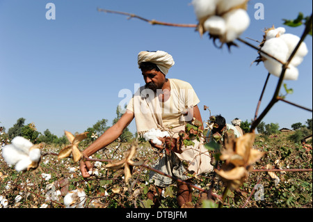 INDIA, Nimad region, Khargone , tribal farmer of cooperative Shiv Krishi Utthan Sanstha harvest fair trade organic cotton Stock Photo
