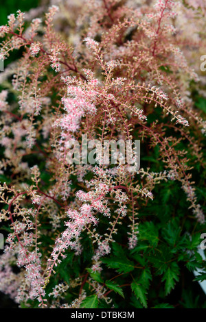 astilbe simplicifolia sprite summer pink flowers flowering panicle panicles plant portraits perennials dwarf Stock Photo