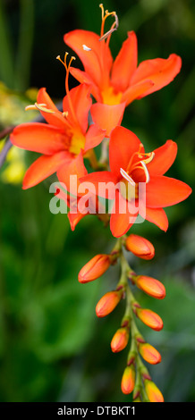 Transkei montbretie-Crocosmia masoniorum