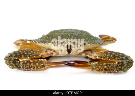 blue crab on white background Stock Photo