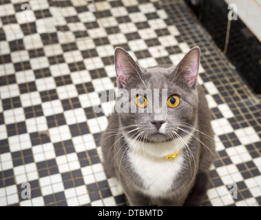 A young rescued cat seen in Chelsea in New York on Saturday, February 8, 2014. photo illustration (© Frances M. Roberts) Stock Photo
